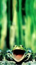 Scaricare immagine Frogs,Animals sul telefono gratis.