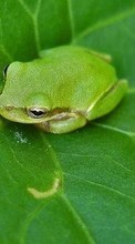 Scaricare immagine Animals, Frogs sul telefono gratis.