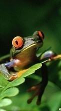 Scaricare immagine 800x480 Animals, Frogs sul telefono gratis.
