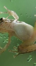 Scaricare immagine 1280x800 Animals, Frogs sul telefono gratis.