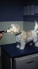 Humor, Animals, Dogs per Sony Xperia C4