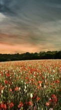 Scaricare immagine 1280x800 Landscape, Sky, Poppies sul telefono gratis.