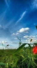 Scaricare immagine Plants, Landscape, Grass, Sky, Poppies sul telefono gratis.