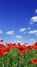 Scaricare immagine 240x320 Plants, Landscape, Sky, Poppies, Tulips sul telefono gratis.