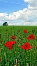 Scaricare immagine Poppies,Landscape,Fields sul telefono gratis.