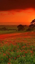 Scaricare immagine Poppies,Landscape,Fields,Sunset sul telefono gratis.