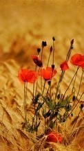Scaricare immagine Poppies, Wheat, Plants sul telefono gratis.
