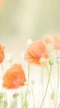 Scaricare immagine Poppies,Plants sul telefono gratis.