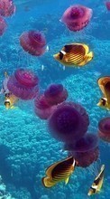 Scaricare immagine Jellyfish, Sea, Fishes, Animals sul telefono gratis.