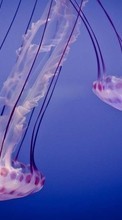 Scaricare immagine Jellyfish, Sea, Animals sul telefono gratis.