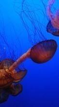 Scaricare immagine Jellyfish, Sea, Animals sul telefono gratis.