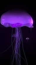 Scaricare immagine 1024x600 Animals, Sea, Jellyfish sul telefono gratis.