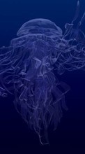 Scaricare immagine 128x160 Animals, Sea, Jellyfish sul telefono gratis.