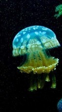 Scaricare immagine 320x480 Animals, Sea, Jellyfish sul telefono gratis.