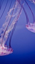 Jellyfish,Animals