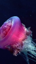 Scaricare immagine Jellyfish,Animals sul telefono gratis.
