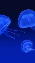 Scaricare immagine Animals, Sea, Jellyfish sul telefono gratis.