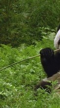 Scaricare immagine Animals, Grass, Bears, Pandas sul telefono gratis.