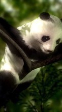 Scaricare immagine Bears, Pandas, Animals sul telefono gratis.