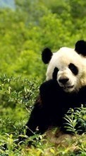 Scaricare immagine Bears, Pandas, Animals sul telefono gratis.