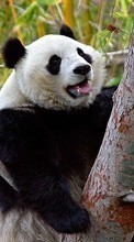Scaricare immagine Animals, Bears, Pandas sul telefono gratis.