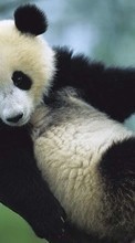 Scaricare immagine 360x640 Animals, Bears, Pandas sul telefono gratis.