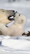 Scaricare immagine Bears,Snow,Animals,Winter sul telefono gratis.