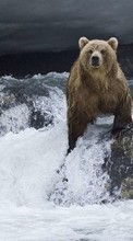 Scaricare immagine Bears, Water, Animals sul telefono gratis.