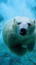 Scaricare immagine Animals, Water, Bears sul telefono gratis.