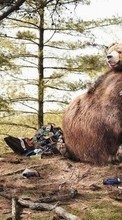 Scaricare immagine Humor, Animals, Bears sul telefono gratis.