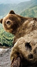 Scaricare immagine Bears,Funny,Animals sul telefono gratis.