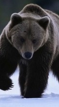 Bears, Animals per Motorola Droid