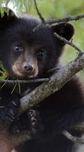 Bears, Animals per Samsung Galaxy J7