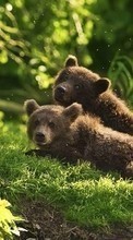 Bears, Animals per Sony Xperia E1