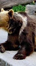 Scaricare immagine Bears, Animals sul telefono gratis.