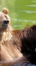 Scaricare immagine Bears, Animals sul telefono gratis.