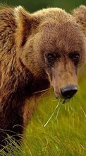 Bears, Animals per Samsung Galaxy J2