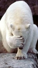 Scaricare immagine Bears,Animals sul telefono gratis.