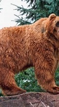 Bears,Animals per Samsung E200