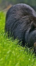 Scaricare immagine Bears,Animals sul telefono gratis.