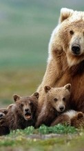 Bears,Animals per Sony Ericsson K530