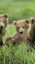 Scaricare immagine Animals, Bears sul telefono gratis.