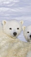 Scaricare immagine 320x480 Animals, Winter, Bears sul telefono gratis.