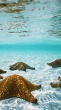 Scaricare immagine Landscape, Water, Sea, Starfish sul telefono gratis.