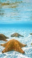 Scaricare immagine Sea,Starfish,Landscape,Animals sul telefono gratis.