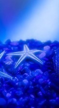 Scaricare immagine Sea, Starfish, Shells, Animals sul telefono gratis.
