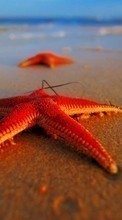 Scaricare immagine Sea, Starfish, Animals sul telefono gratis.