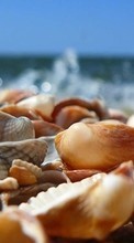 Scaricare immagine Sea, Objects, Shells sul telefono gratis.