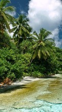 Scaricare immagine Sea,Palms,Landscape sul telefono gratis.