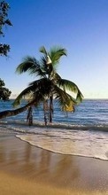 Scaricare immagine Sea,Palms,Landscape,Beach sul telefono gratis.